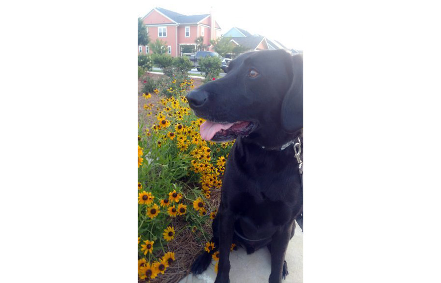 Meet Murray: The Second Quarter “Top Dog” at Carnes Crossroads