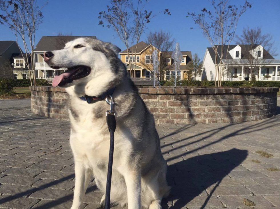 Meet Yuki: The First Top Dog at Carnes Crossroads