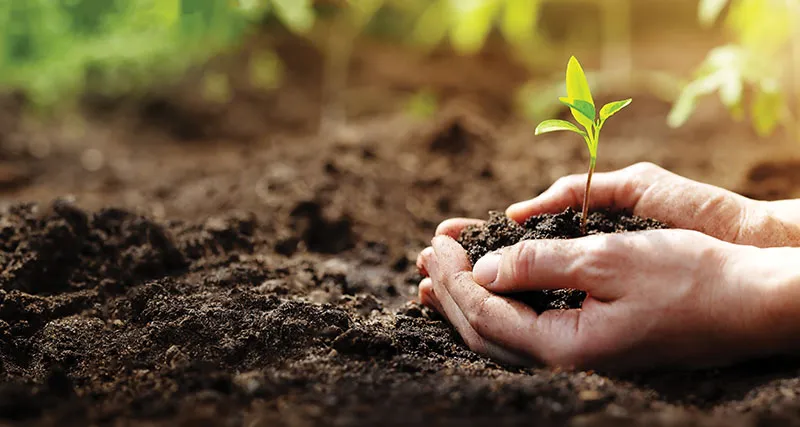 A hand holding soil with a sprout growing.