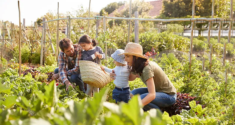 A young family together in a community garden.