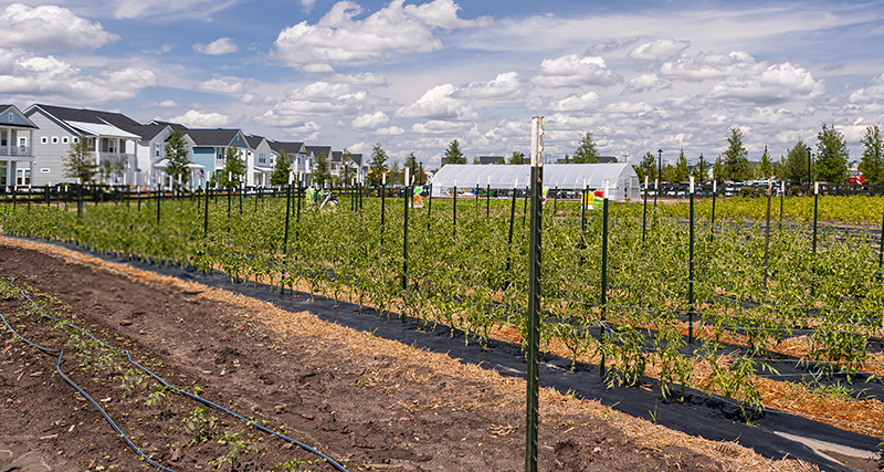 Agriculture at Carnes Crossroads