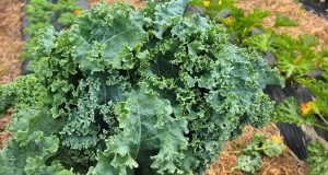 Kale at Carnes Crossroads