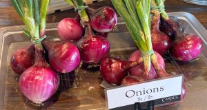 Onions at Farm Store at Carnes Crossroads