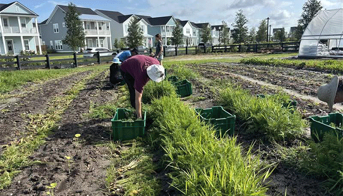 Agrihood Farm Volunteers Gallery